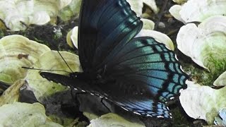 Redspotted Purple Butterfly in action Limenitis arthemis [upl. by Castera]