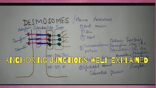 CELL JUNCTIONS PART2 DESMOSOMES amp ZONULA ADHERENS [upl. by Yniattirb773]