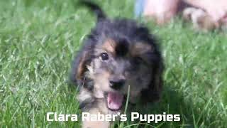 Clara Rabers Yorkipoo Puppies [upl. by Imoyaba]