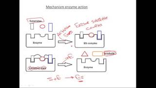 2 Mechanism Of Enzyme Action [upl. by Behnken]