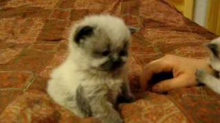 Kitty baby cat funny kitten [upl. by Doak]