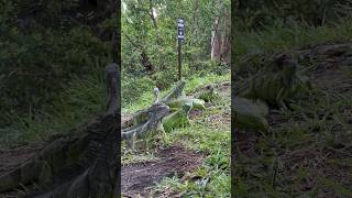 Feeding our new friends 🦎🍌👀florida keylargo iguana [upl. by Amikat]