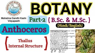 Anthoceros Anthoceros thallus Internal Structure BSc 1st year BotanyAnthoceros Thallus Structure [upl. by Seys]