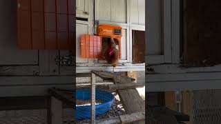 Witness the most extraordinary chicken coop door Proshine Automatic Chicken Coop Door [upl. by Isiah403]