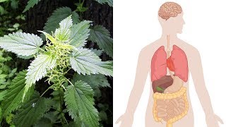 Health Benefits of Stinging Nettle Urtica Dioica [upl. by Latsryc204]