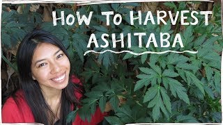 How To Correctly Harvest Ashitaba AKA Tomorrow Leaf [upl. by Arait]