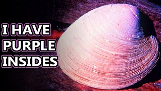 Quahog facts the clams of clam chowder  Animal Fact Files [upl. by Aillicec640]