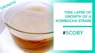 Timelapse de croissance du Scoby [upl. by Hagerman]