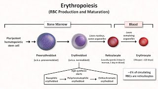 Normal RBC Physiology Including erythropoiesis [upl. by Legin]