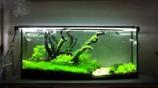 Green Nature Aquarium part 48 [upl. by Anyrtak]