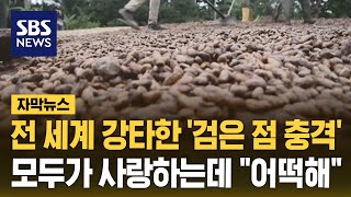 전 세계 강타한 검은 점 충격…모두가 사랑하는데 quot어떡해quot 자막뉴스  SBS [upl. by Swetlana81]