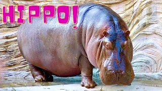 Hippopotamus India  Up Close 2000 Kg Mighty Beast [upl. by Barboza]