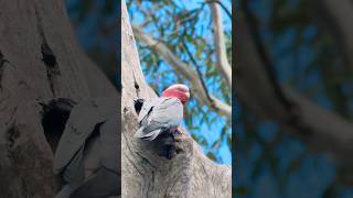 Wild Galah birds wildlife nature [upl. by Reckford]