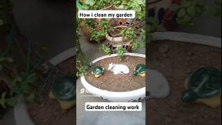 indoorplants viralvideo indoorplantlover garden youtubeshorts houseplants gardening [upl. by Notyard]