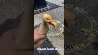 La paperella è stata abbandonata 🦆❤️ [upl. by Anerehs252]