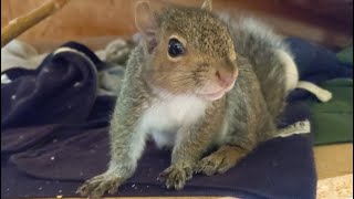 Baby squirrel tries his first walnut  Jerry Squirrel [upl. by Recha]