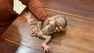 1rst Day Newborn Baby Monkey Weakness amp Have C0rd In New Home [upl. by Leoline635]