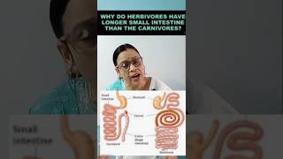 Why do herbivores have longer small intestine than carnivoresshorts youtubeshorts short [upl. by Madalyn]