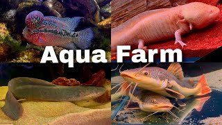 Aqua Farm Taif اكوا فارم الطايف مزرعة الفراولة 🍓 و جولة ممتعة في بيت الأسماك 🐟 [upl. by Swen]