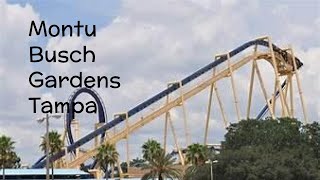 Montu Busch Gardens Tampa [upl. by Gilligan]