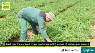 Syngenta Amistar Top successful story [upl. by Eidnam]