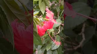 Hibiscus Rosa sinensisred gudhal flower bloomingterrace garden [upl. by Eugatnom219]