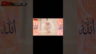 mola ya Sali wa Salim natcat walkingviral video  cat catcartoon catlullaby qasida catnaat [upl. by Heron957]