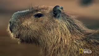 The Capybara Gentle Giant Grass Eater [upl. by Anees852]