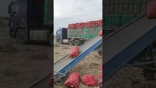 Truck Loading conviar belt 😱😱😱youtubeshorts machine shortsviral [upl. by Savannah]