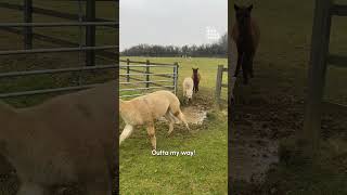 Hilarious Alpacas LOVE Jumping Over Puddles [upl. by Katine893]