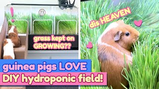 Testing our Guinea Pig Paradise DIY Indoor Grass Field Part 5  GuineaDad [upl. by Eilrebmik411]