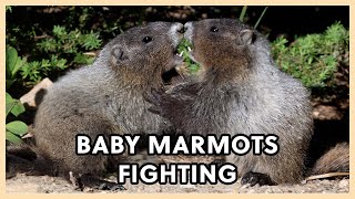 Cute Baby Marmots Playing [upl. by Dixon215]