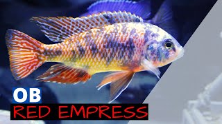 African Cichlids  OB Red Empress Peacock Cichlid STUD [upl. by Kciv]