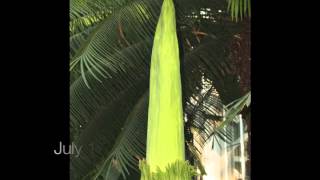 Corpse Flower titan arum at the US Botanical Garden in July 2013 [upl. by Shurlock]