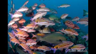 Blacksaddle Goatfish  Parupeneus spilurus [upl. by Sarad]