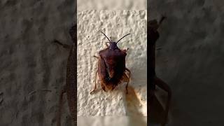 Bug Pentatoma Rufipes insects shorts animals youtubeshorts bug fauna forest nature interest [upl. by Carrelli]