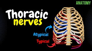 Thoracic Nerves Intercostal  Subcostal  Anatomy [upl. by Mcnully]