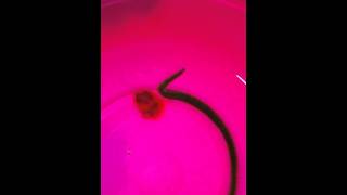 Oenone Fulgida Marine Aquarium Worm quotVery Badquot [upl. by Bjork]