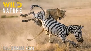 WILD KENYA  The Great Migration and Survival in the Realm of Predators  Animal documentary [upl. by Enelyw]