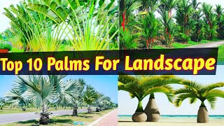 Trending Palms For LandscapingBest Palm Tree for Landscape at any Climatic conditionsPalm tree [upl. by Sacul]