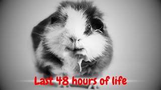 The Last 48 Hours of My Guinea Pigs Life [upl. by Oiramej173]