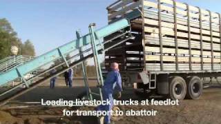 Australian sheep at Kuwait feedlot and being loaded onto livestock trucks Kuwait November 2010 [upl. by Anzovin79]