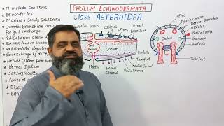 Asteroidea English medium profmasoodfuzail classasteroidea fypシ Echinodermata ytvideoes [upl. by Adnohrahs]