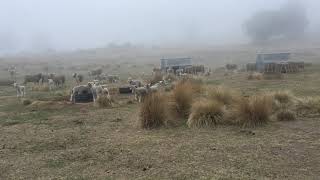 Dinner time at the lick feeder Cross bred lambs Drought feeding October 2019 [upl. by Pierre339]