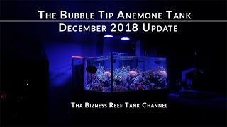 The Bubble Tip Anemone Tank History and Update for December 2018 [upl. by Ehtyaf295]