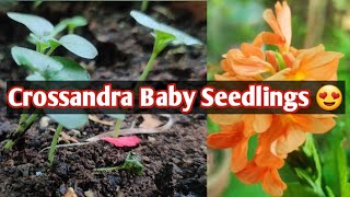 Crossandra plant baby seedlingsAboliFirecracker plantKanakambram [upl. by Airdna]