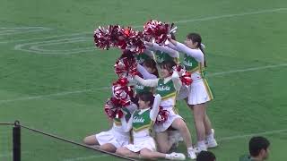 東北大学チアリーダーのハーフタイムショー20191201 [upl. by Zippora]