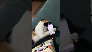 Bandit is testing another game gamesforcats catvideos [upl. by Holzman939]