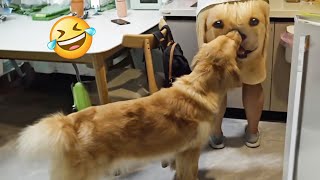 Funniest Animals 🐧  Best Of The Week Funny Dog And Cats Videos 😁 [upl. by Sayre]