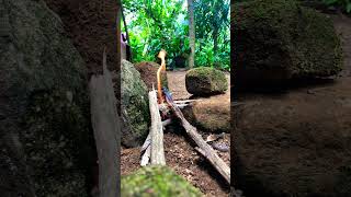 ආටිචෝක් අල 😋🥔 Srilanka traditional food shorts [upl. by Adlesirg]